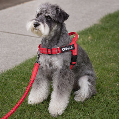 Elsie's - Easy Fitting No Pull Harness Complete Kit