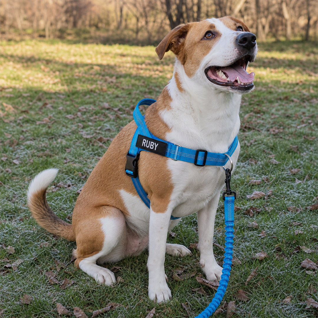 Elsie's - Easy Fitting No Pull Harness Complete Kit
