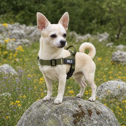 Elsie's - Easy Fitting No Pull Harness Complete Kit